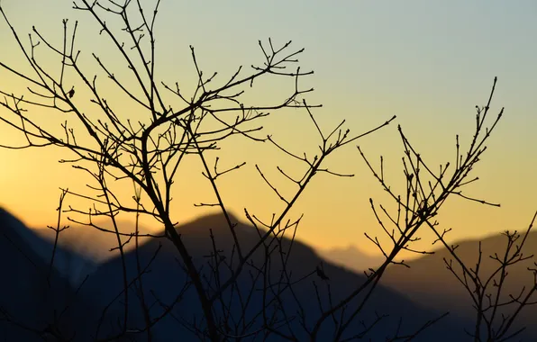 Picture the sky, sunset, mountains, branch, silhouette