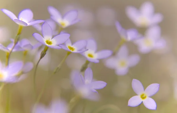 Flowers, petals, blur, lilac