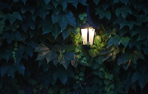 Picture leaves, light, lighting, grapes, lantern