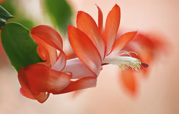 Nature, petals, cactus