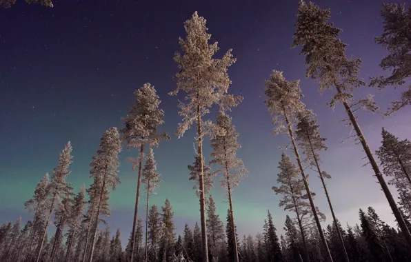 Picture winter, forest, the sky, stars, trees, night, nature, Northern lights