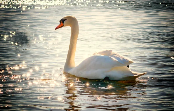 Water, lake, bird, Shine, Swan