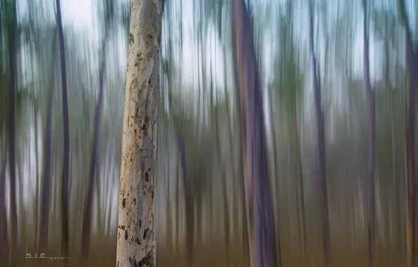 Picture forest, trees, strip, trunks, blur