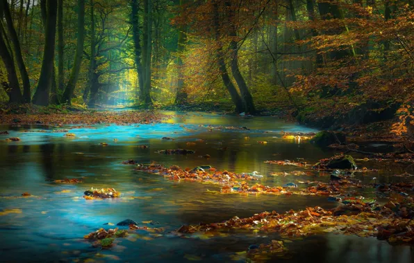 Picture forest, leaves, river