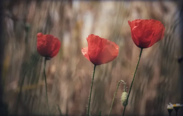 Summer, flowers, stems, Maki, red, trio, bokeh, blurred background