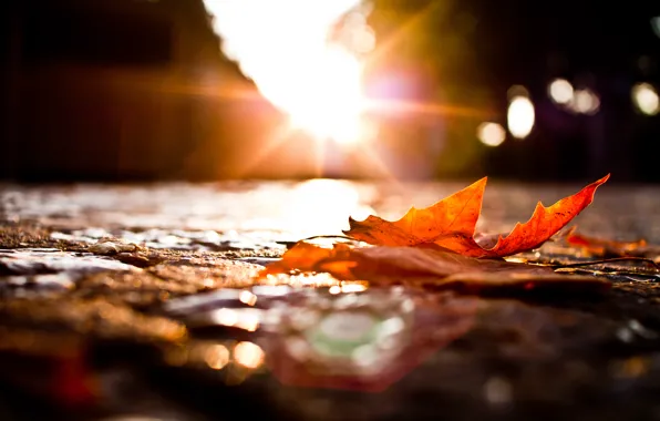Road, autumn, macro, lights, sheet, fallen