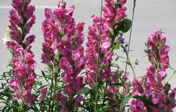 Summer, Pink, Snapdragons, Meduzanol ©, Summer 2018