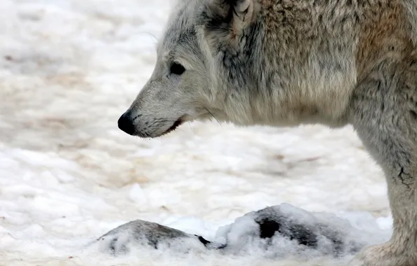 Nature, snow, predator, face, animal, wolf, wolves, wildlife