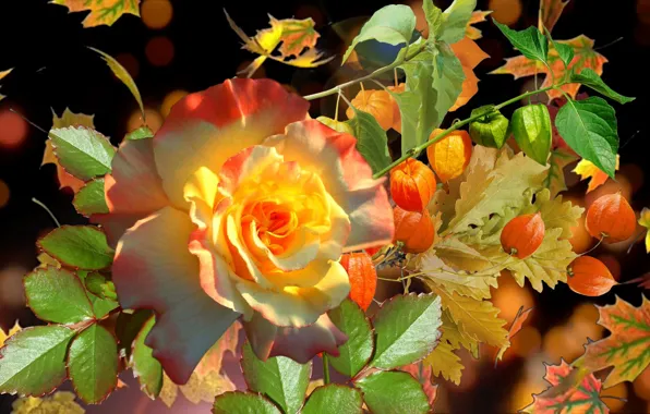 Wallpaper%20autumn,%20rose,%20physalis%20for%20mobile%20and%20desktop,%20section%20цветы,%20%20resolution%201920x1080%20-%20download