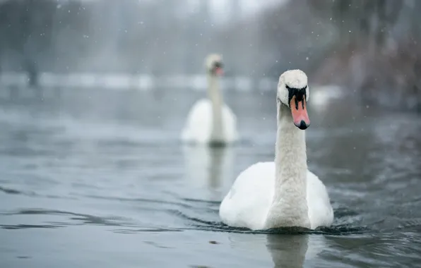 Birds, nature, swans