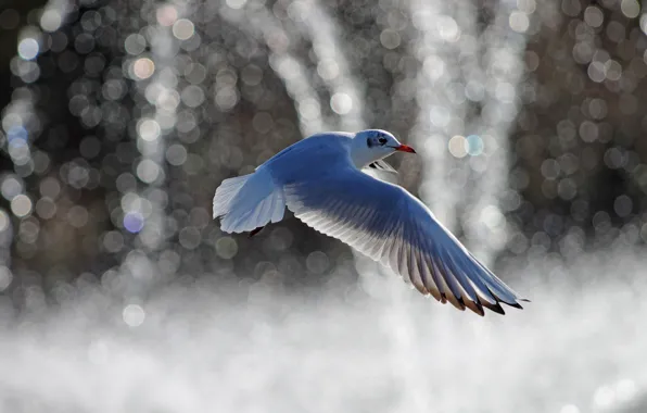 Flight, bird, Seagull, bokeh