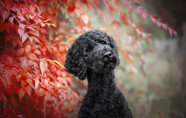 Leaves, branches, dog, bokeh, Poodle