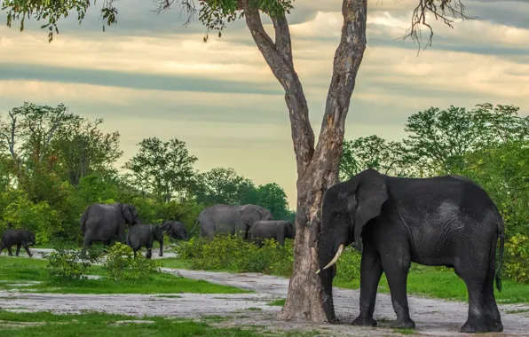Nature, tree, elephant