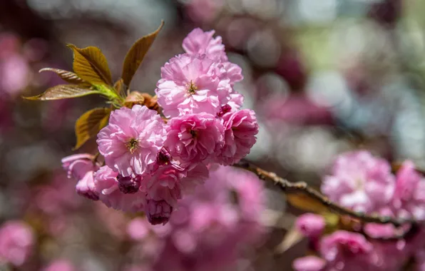Leaves, flowers, branch, spring, garden, Sakura, pink, flowering