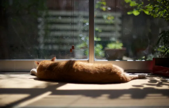 Cat, glass, red, lies