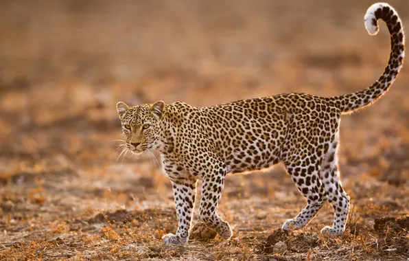 Picture field, eyes, leopard, tail, wildlife