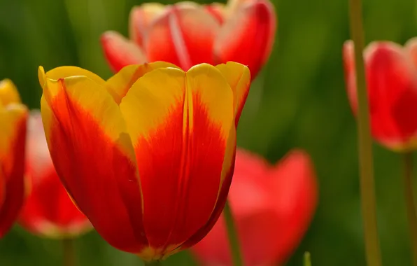 Macro, petals, garden, meadow, tulips