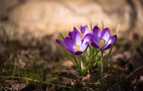 Picture spring, Krokus, saffron