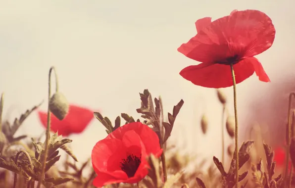 Picture greens, field, flowers, red, background, Wallpaper, Mac, wallpaper