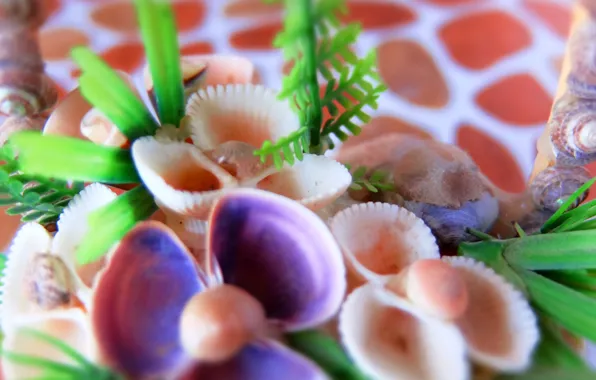 Close-up, background, basket, Flowers, shell