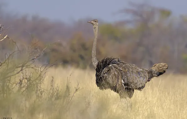 Bird, ostrich, bokeh, long neck, DUELL ©