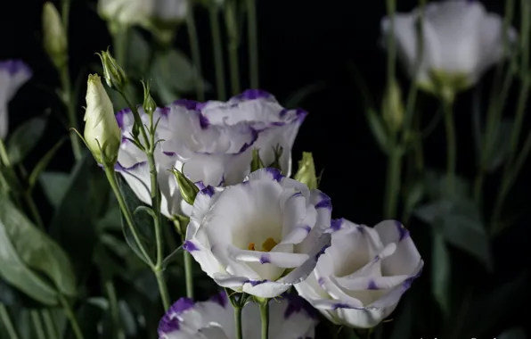 Flowers, branch, eustoma