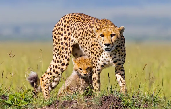 Cheetah, Africa, cub, kitty, cheetahs