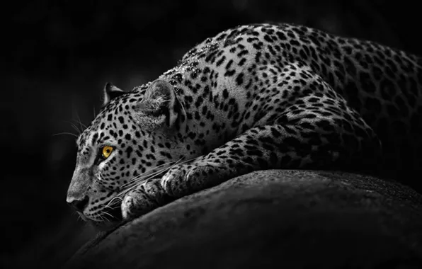 Leopard, animal, big cat