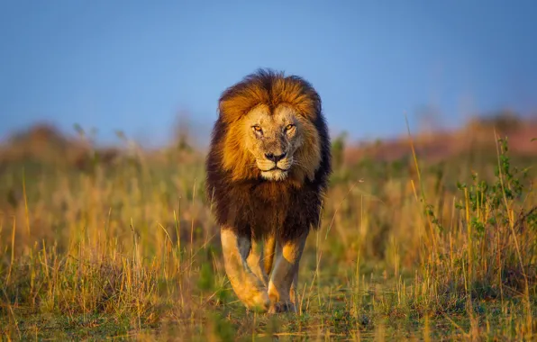 Leo, Africa, walk, Kenya