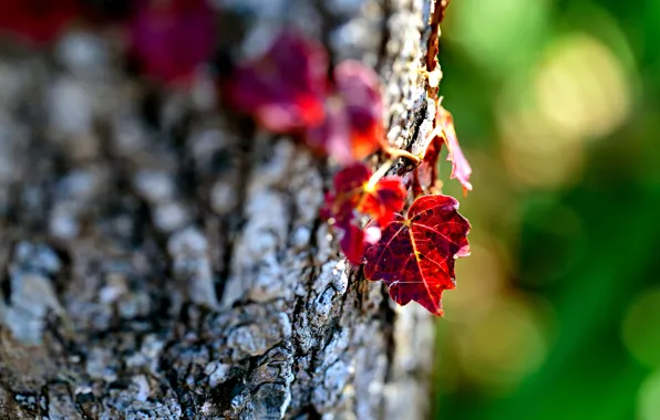 Picture leaves, macro, nature, tree, focus, blur, bark, leaves