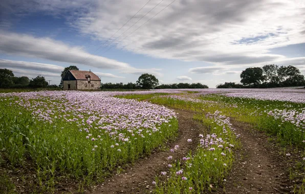 Road, field, clouds, Maki, track, house, poppy field