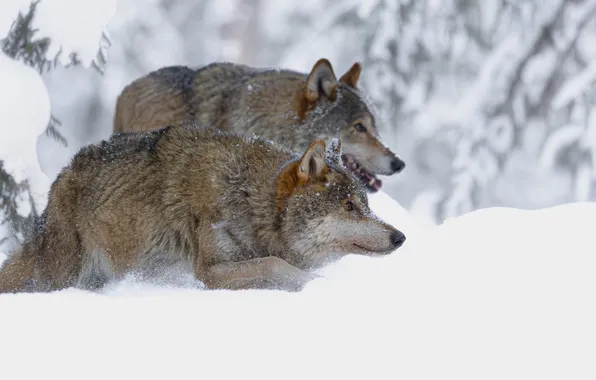 Picture winter, snow, a couple, wolves, grey, санитары леса, Марина Бузина
