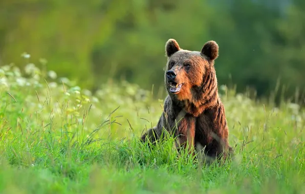 Picture pose, look, bear, mouth, face, brown, greens, summer