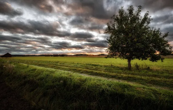 Picture field, trees, nature