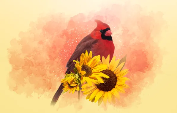 Nature, bird, sunflower, treatment, painting, cardinal, red cardinal