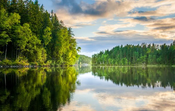 Picture forest, the sky, grass, clouds, trees, landscape, nature, river