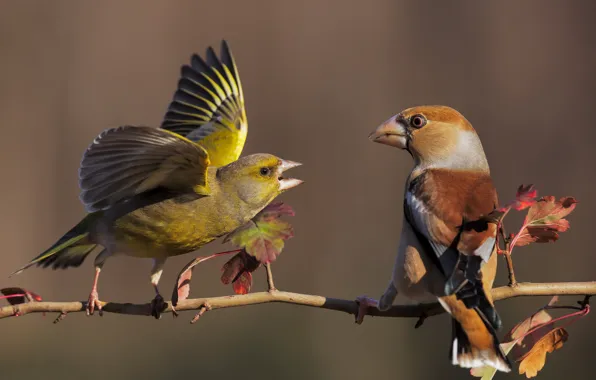 Leaves, birds, pose, background, bird, meeting, wings, branch