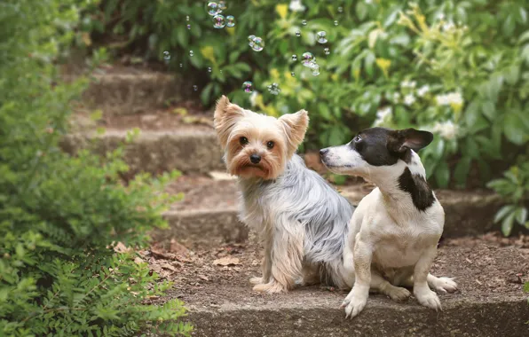 Picture dogs, bubbles, pair, steps, Yorkshire Terrier