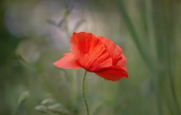 Flower, summer, leaves, red, Mac, Maki, green background, bokeh