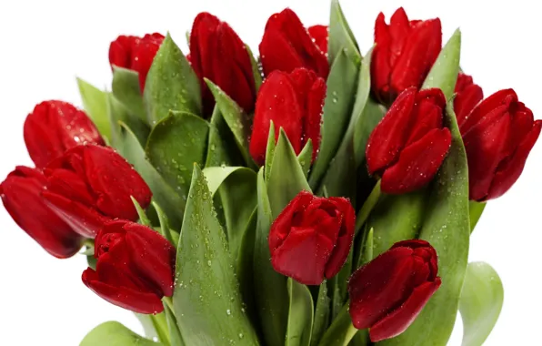 Picture leaves, flowers, bright, beauty, bouquet, petals, tulips, red