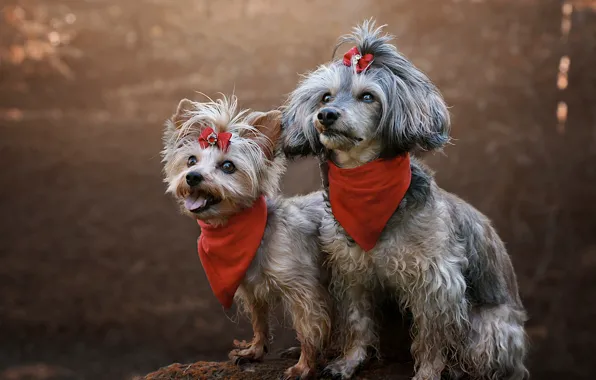 Language, dogs, look, red, nature, pose, together, glade