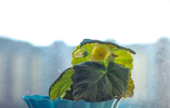 Picture yellow, the flower on the window, yellow begonia