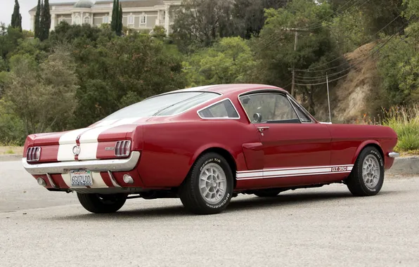 Picture Mustang, Ford, Shelby, classic, 1966, back, GT350