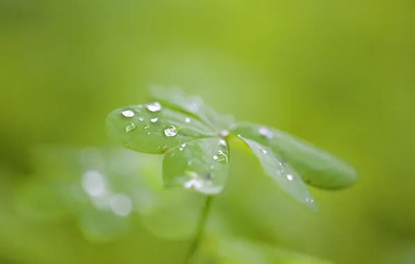 Picture greens, leaves, drops, macro, nature, Rosa, carved