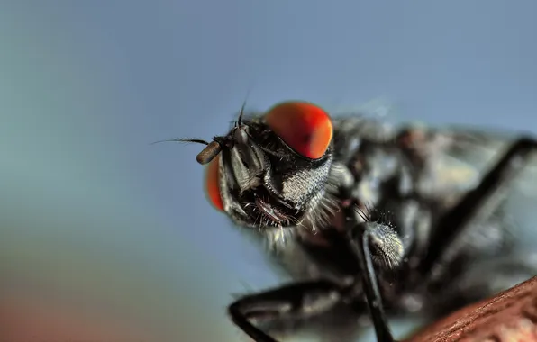 Picture macro, fly, background