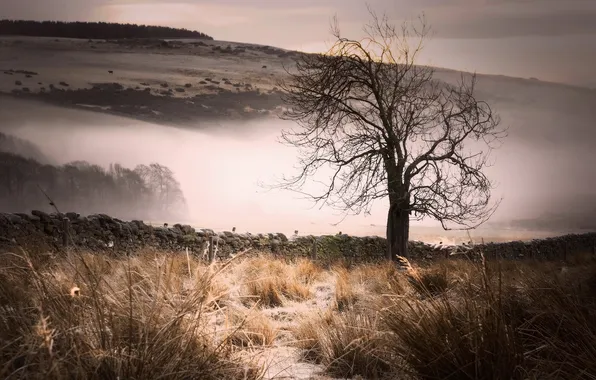 Field, landscape, nature, fog, tree, morning
