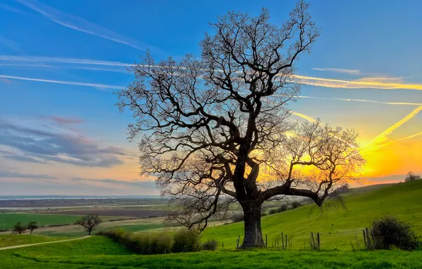 Picture field, the sky, clouds, sunset, nature, tree