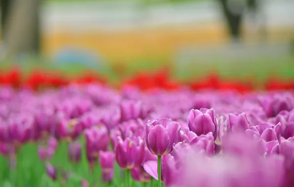 Flowers, bright, spring, blur, tulips, pink, buds, lilac