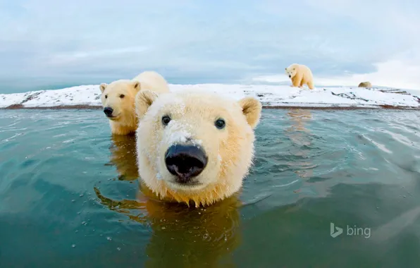 Sea, the sky, bear, polar bear, Arctic
