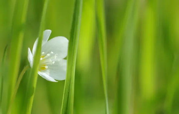 White, flower, grass, macro